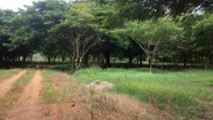 Development Lot for Sale Popoyo - Large Road Front Property